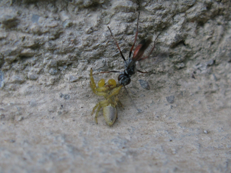 Pompilidae con preda: giovane maschio di Marpissa pomatia